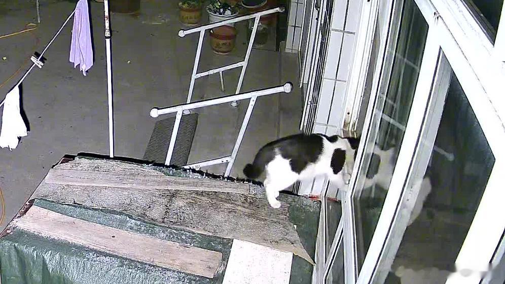 经常在我姥爷家客厅的椅子上发现猫毛，我说哪来的猫毛，我妈：大橘没事喜欢进来坐坐—