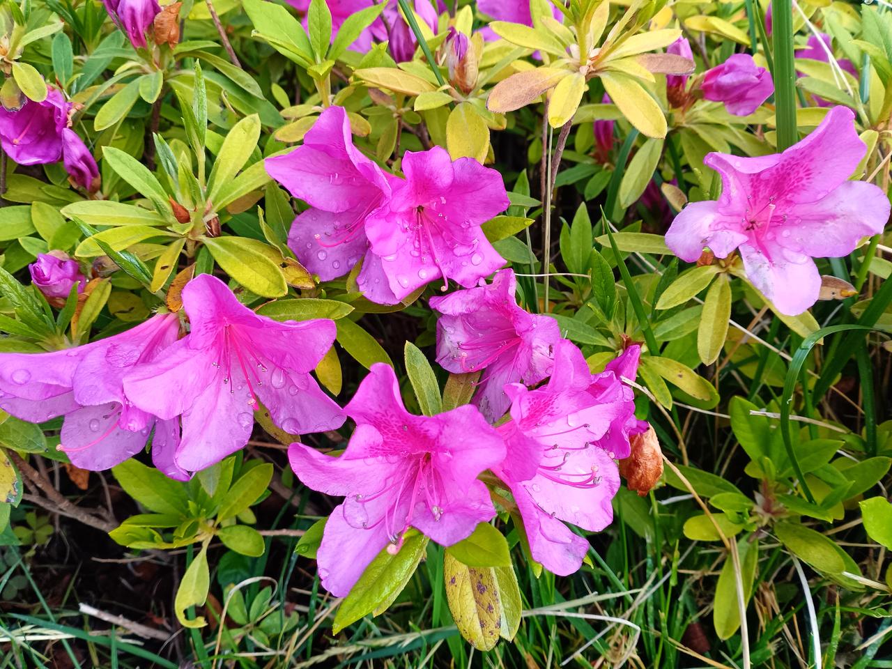 艳色杜鹃缀在浅绿间，瓣上的纹理与花蕊相映，满是春日的娇俏与明艳。