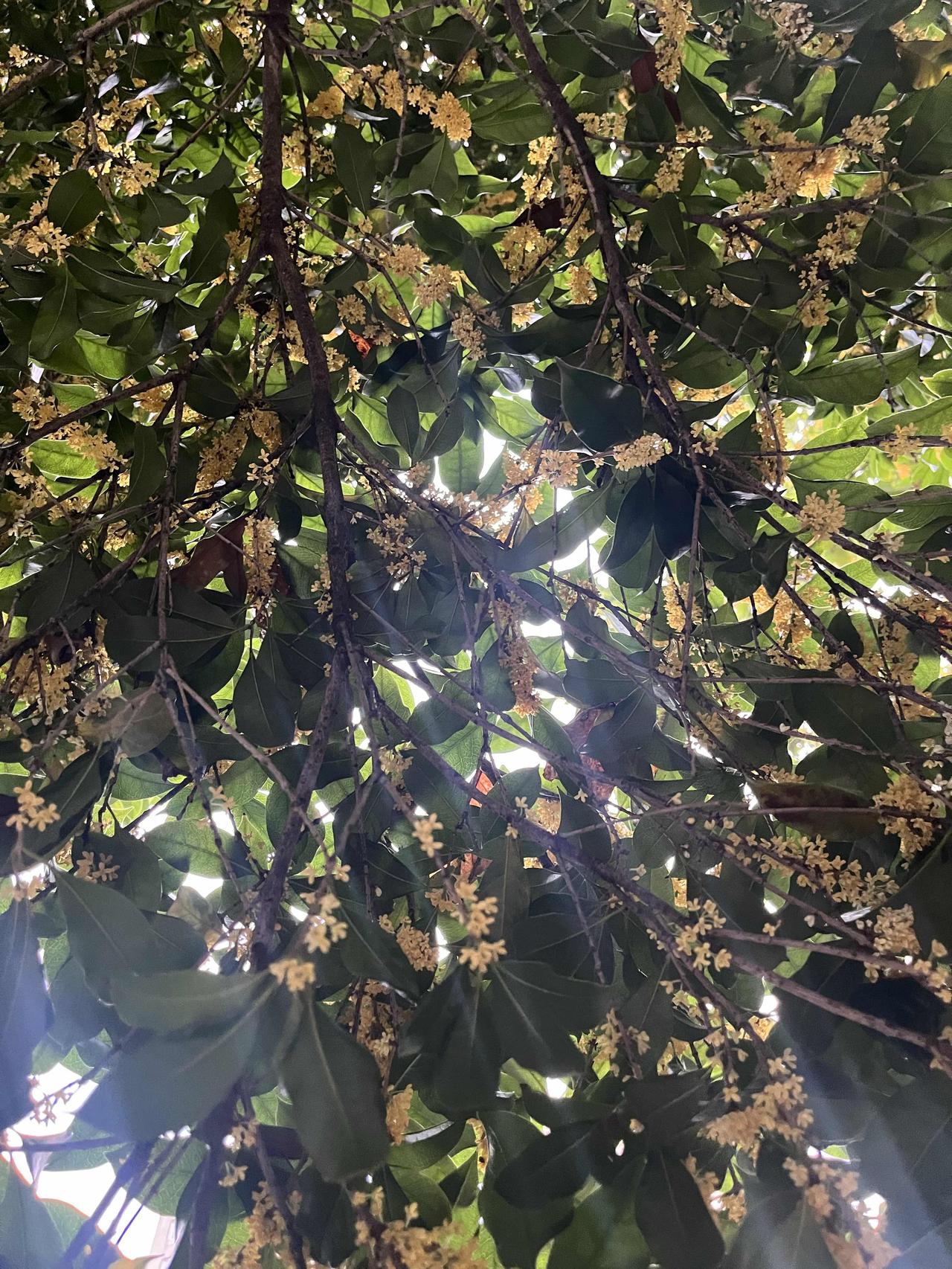 作者加速成长计划小区的桂花，已经落得差不多了，昨天路过树下，再也闻不到那清甜绵长