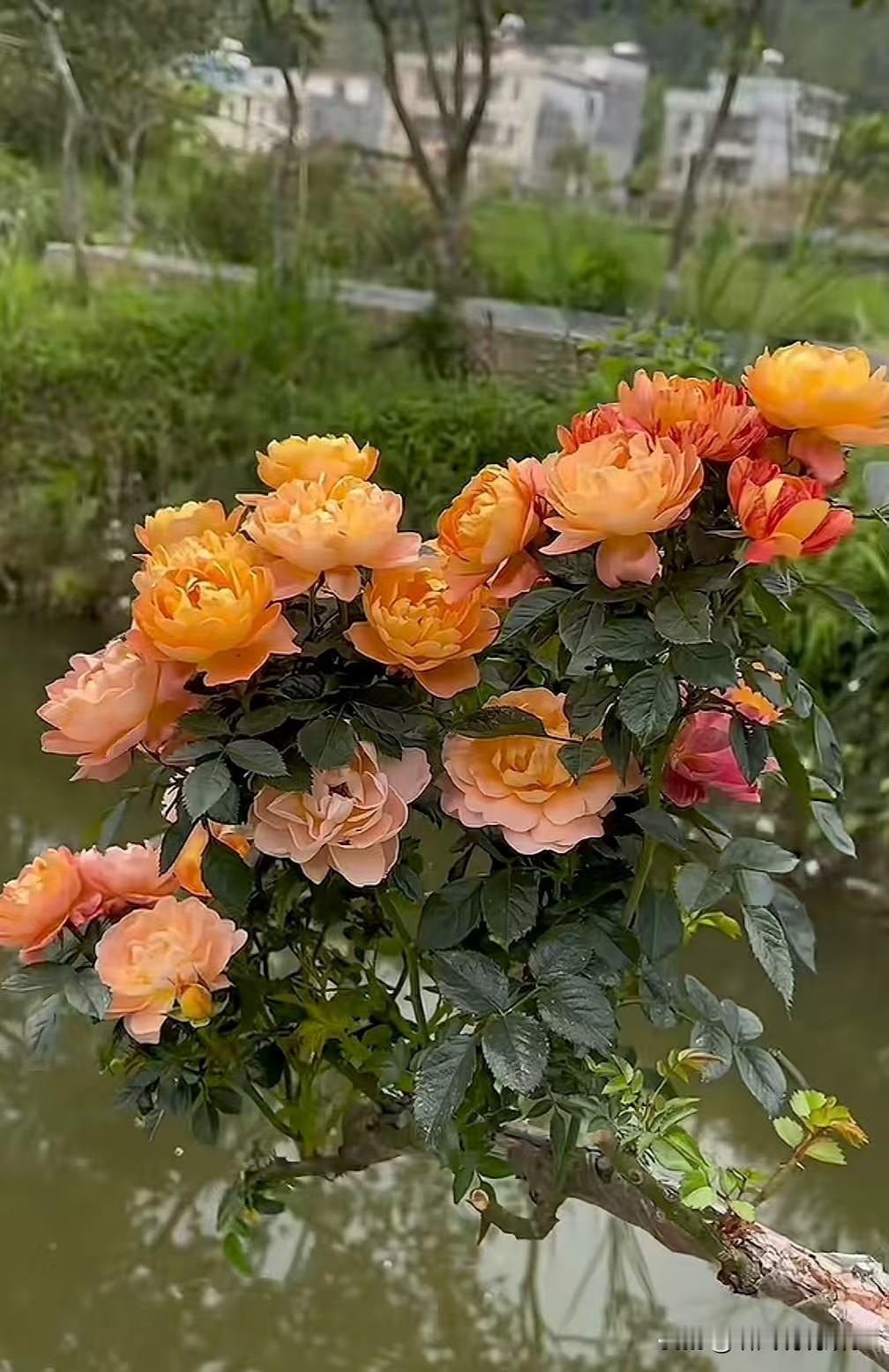 很喜欢这个女孩，她一直都很阳光，有想法。

陈梦能够两次走到奥运会决赛的舞台，背