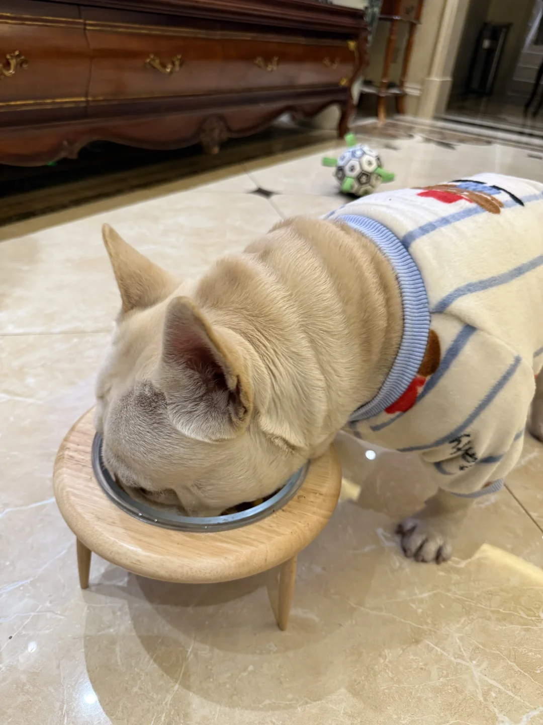 谁家小狗这么贪吃