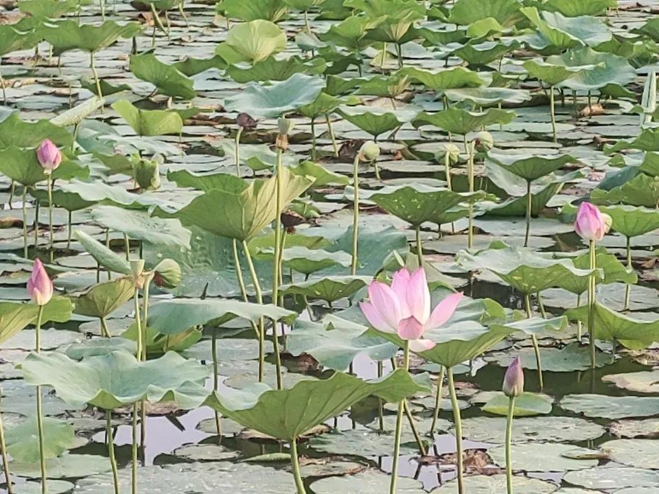 分享这个夏日的美好瞬间