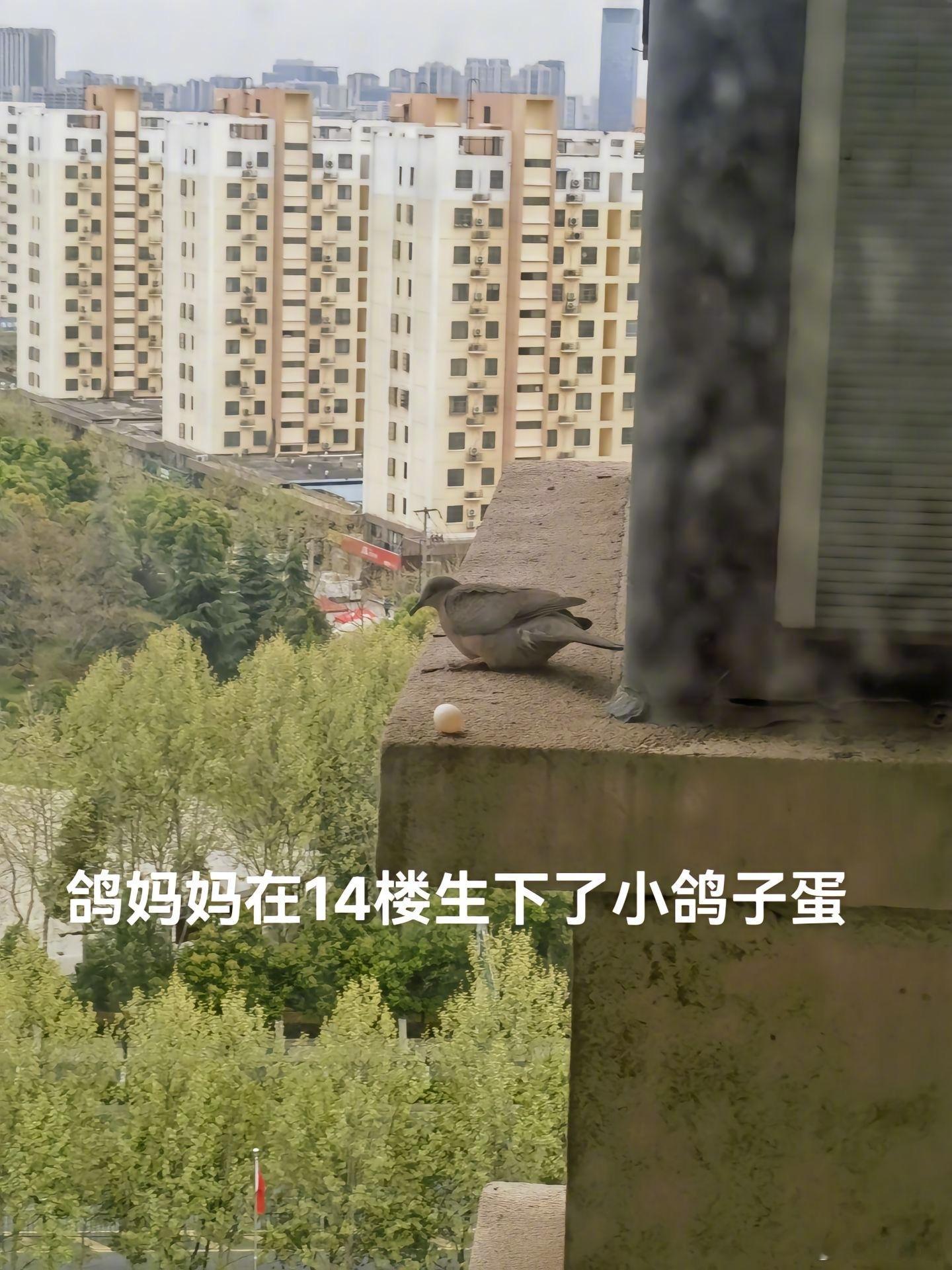 希望鸽子妈妈刷到这条视频#遇见春天##春日cityhappy计划##我的春日狂欢