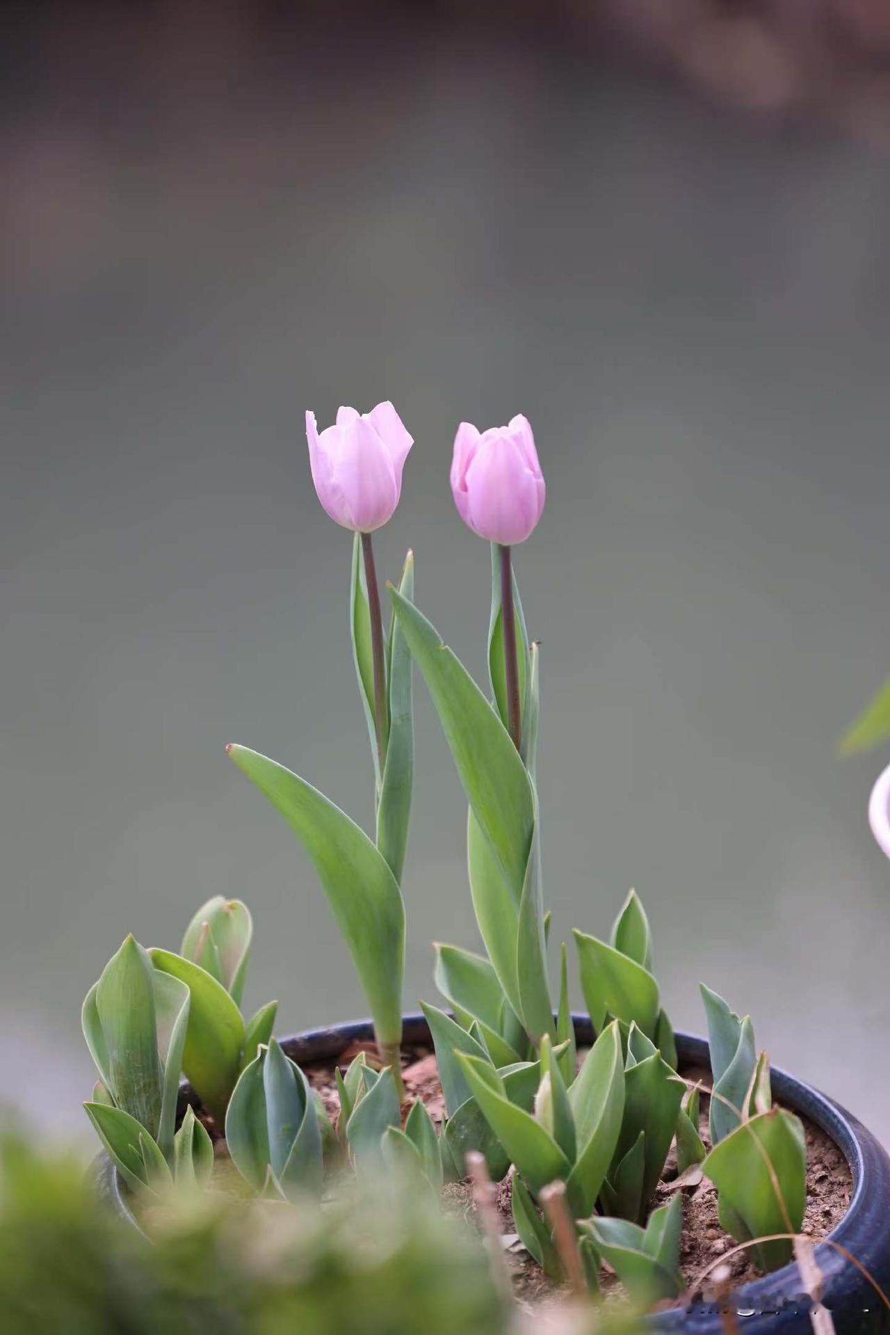 粉嫩春意盎然，郁金香绽放生机！