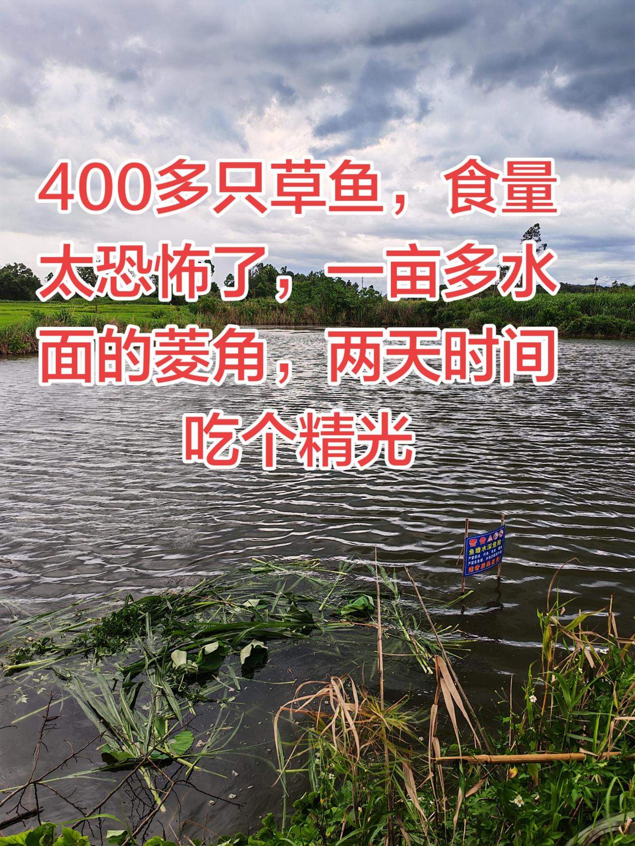 草鱼的食量太恐怖了，两天不喂鱼，所有的菱角吃个精光养鱼日记 养鱼 三农 玩法达人