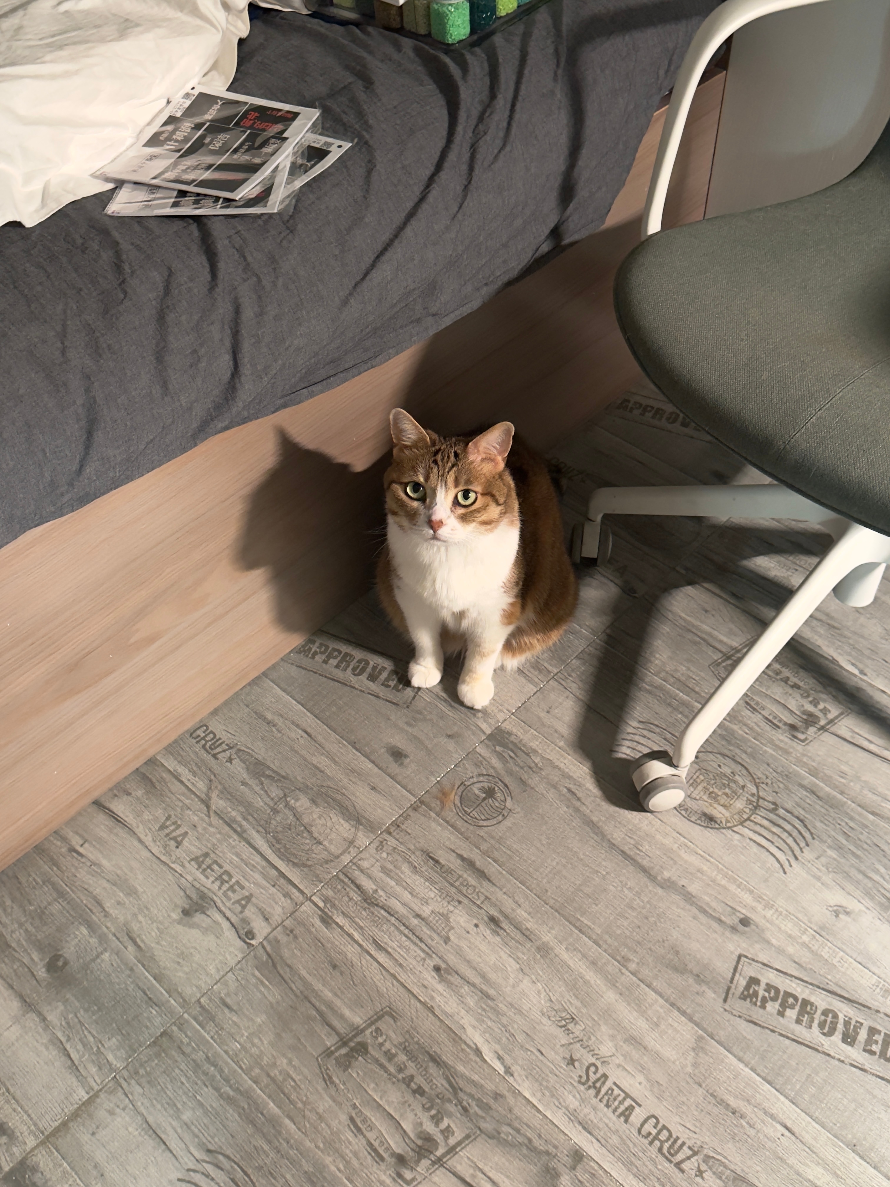 可不可以别再恐吓一位小猫猫了 