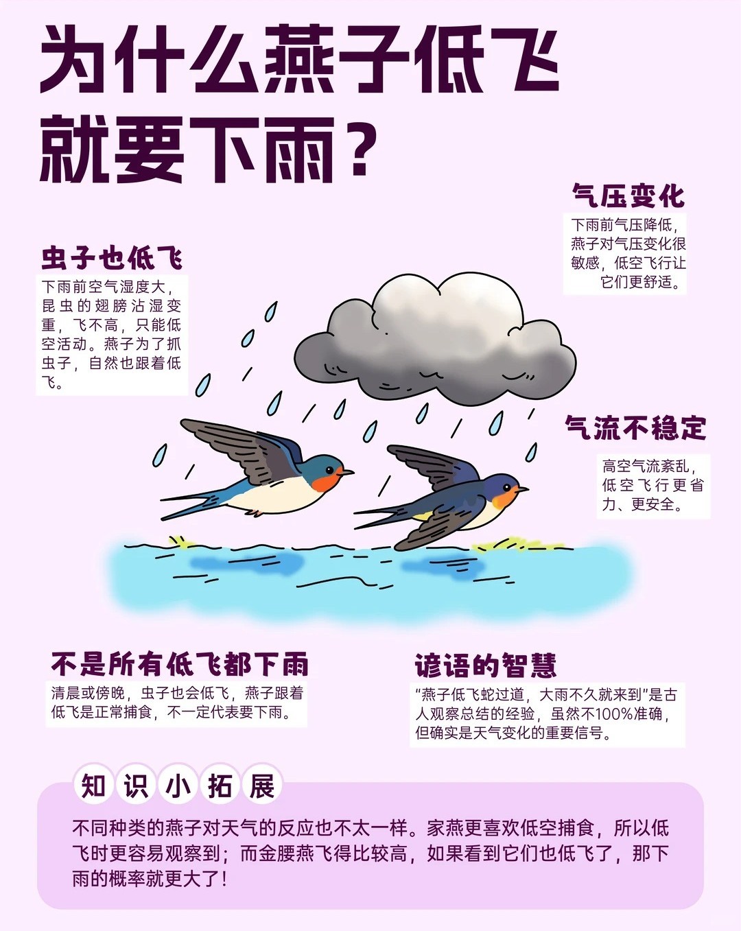 燕子也是一代不如一代了 有关燕子的科普小知识，看看你知道多少