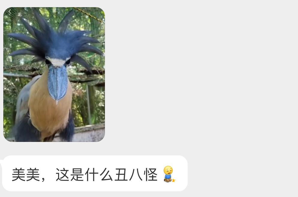 炸毛的【船嘴鹭】呆呆的🙊 ​​​