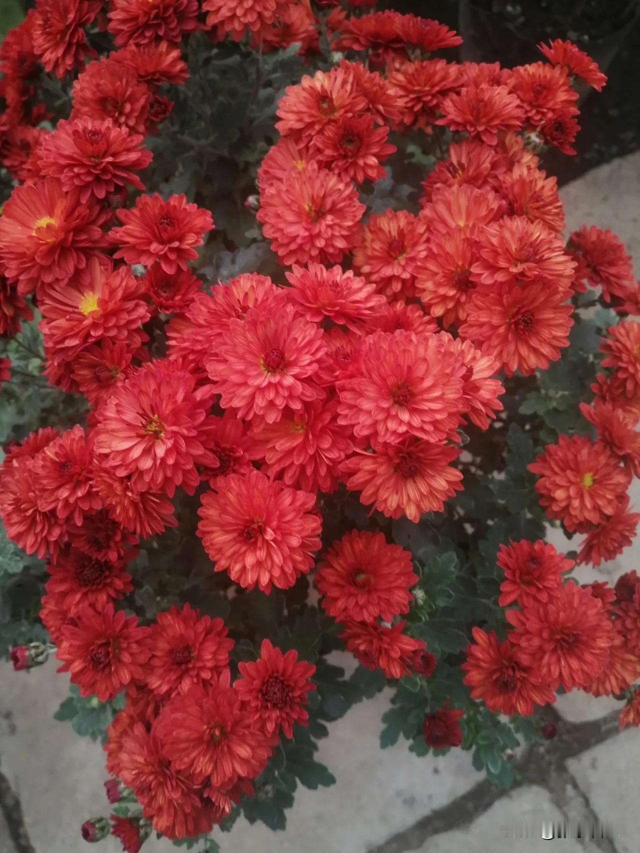 再晒晒我家的菊花！