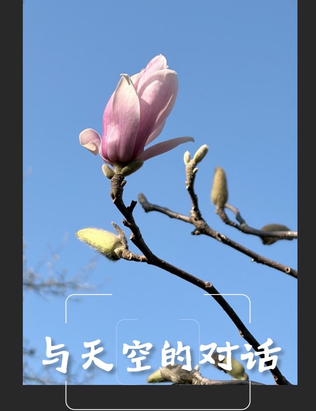 花与天空的对话
📍广州 阿婆六茶花谷
在新年的第一天，到我们广州海拔最高自然村