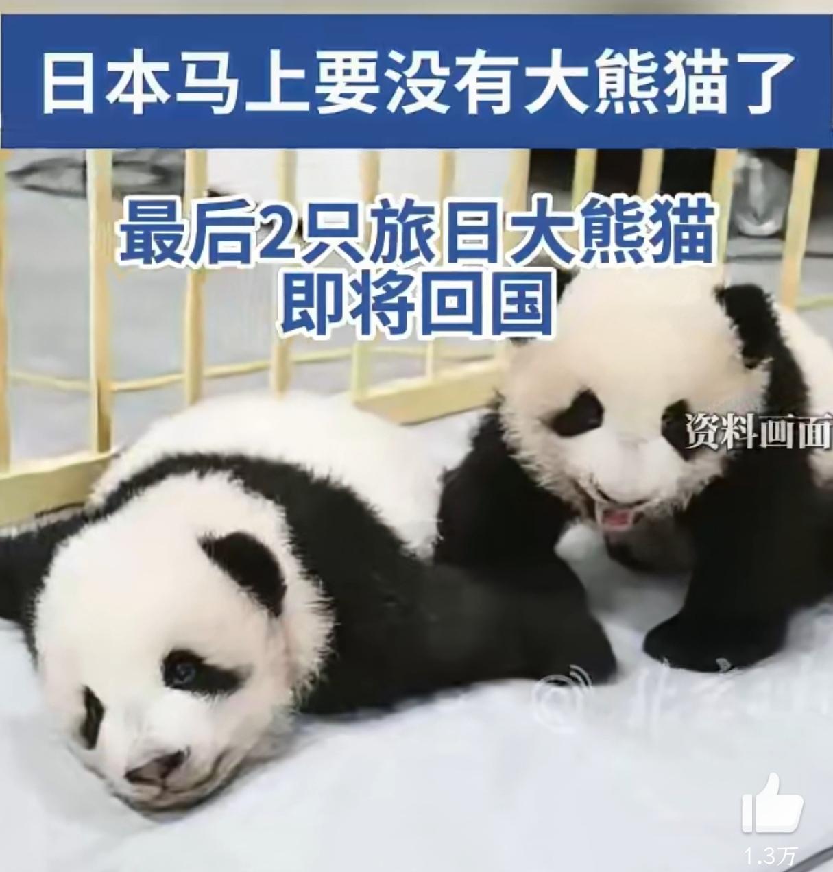 日本马上没有大熊猫了！

再过两三个月，在日本的两只大熊猫就会回到祖国，目前日本