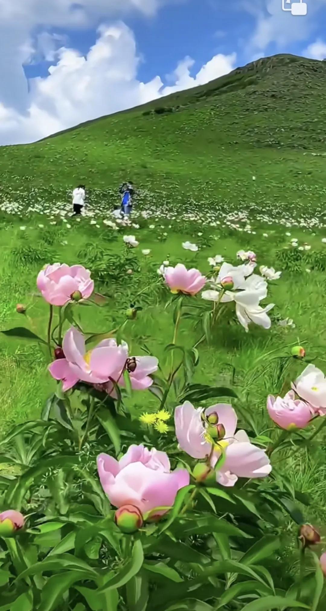 让我们在辽阔无边的草原去感受草原的清新，在天苍苍之下去印证我们的渺小，在野茫茫之