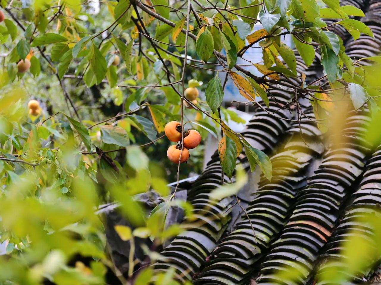 外婆家的柿子🍅