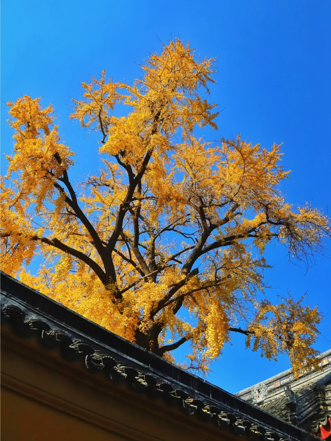 苏州赏秋地图！这颗最美银杏还有谁不知道