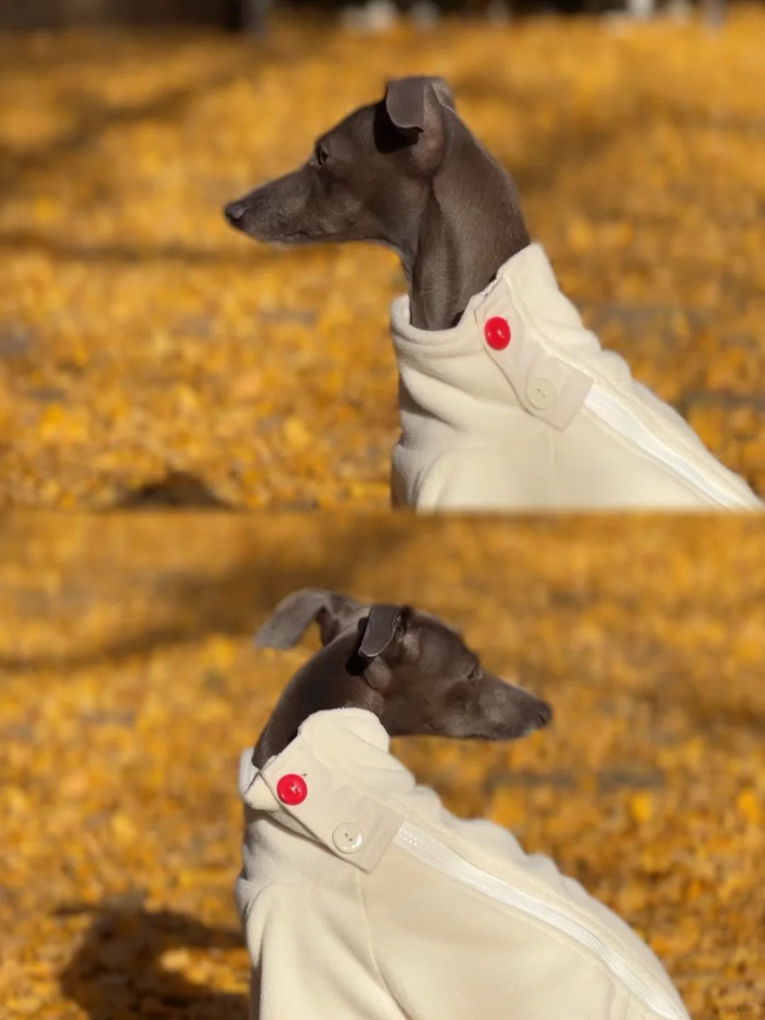 确认了🍂是秋天的银杏臭味