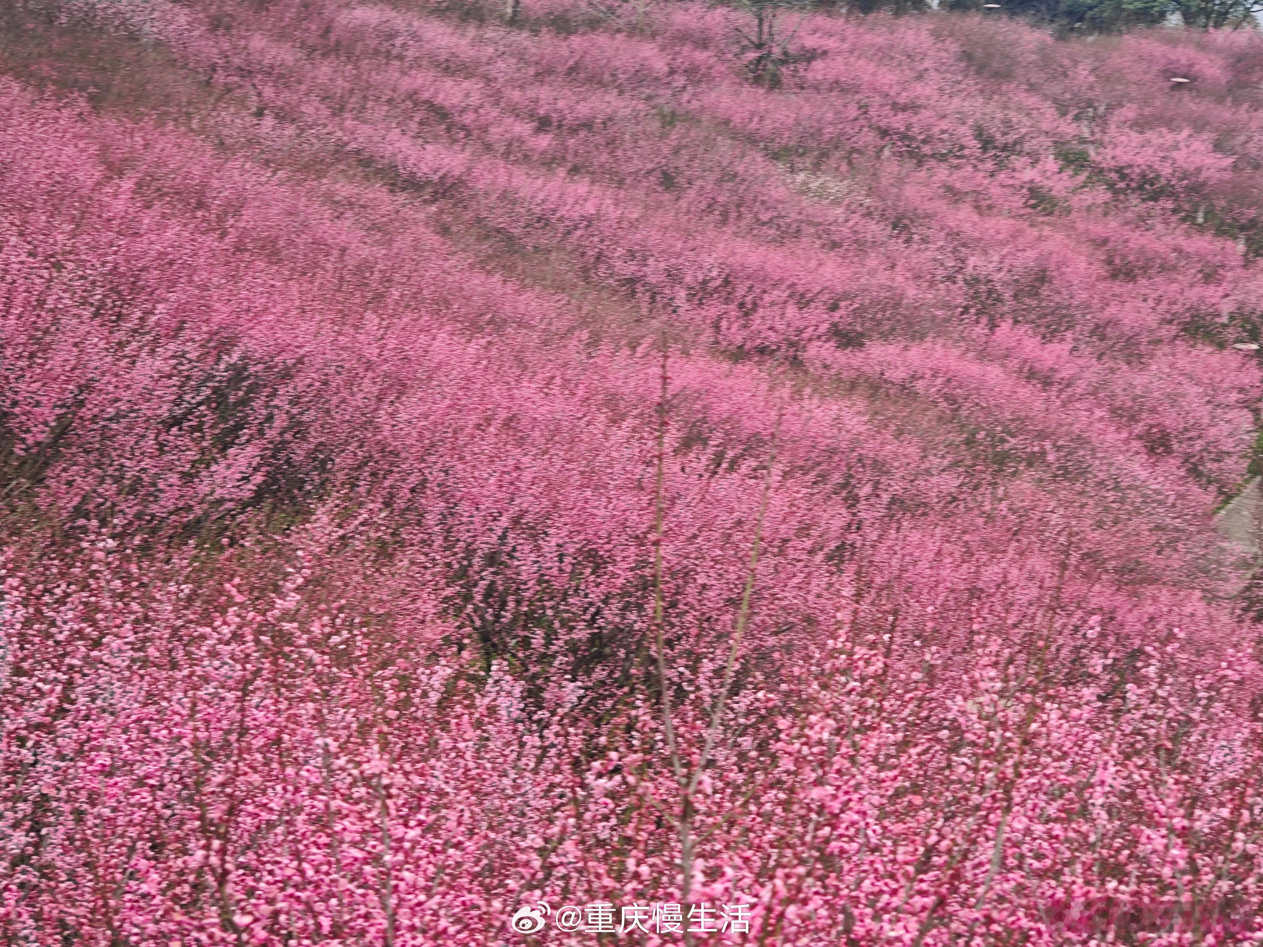 #重庆万州红梅竞相绽放#近日，重庆万州太白岩山顶公园，梅花竞相绽放，芳香四溢，美
