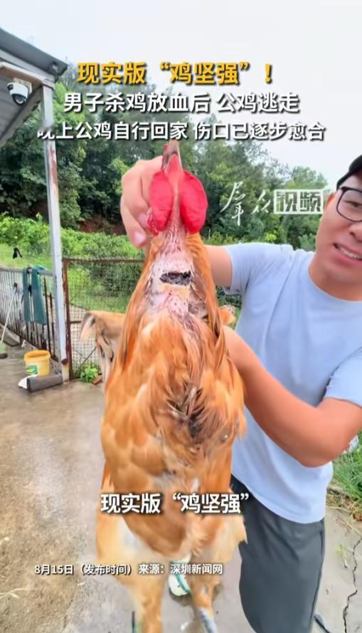 “凭本事活着！”8月15日报道，湖北荆州，一男子杀鸡，放完血后发现公鸡不动了，就