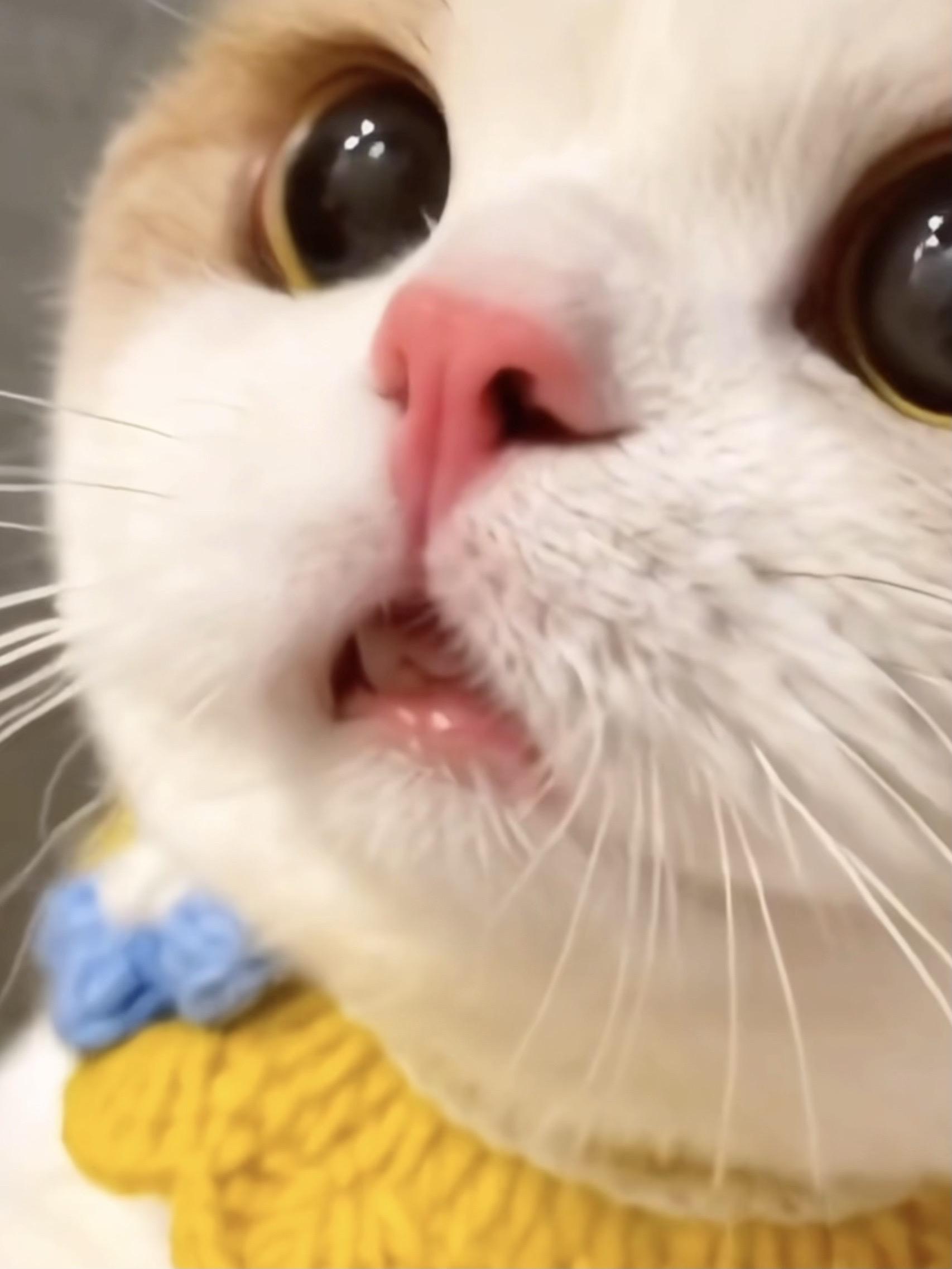 我这么可爱你不要，那你要什么呀？