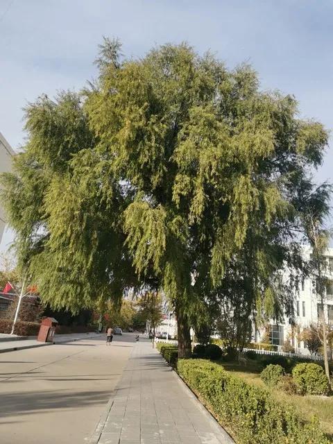 植树绿化益后人
文/冰笑
植树节至晓风春，
霞光映射照清晨。
南山坡上种栗柿，