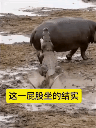 一只河马因为天气热，于是步入一块沼泽之地。不想吵醒了睡觉中的大鳄鱼。
于是，一场