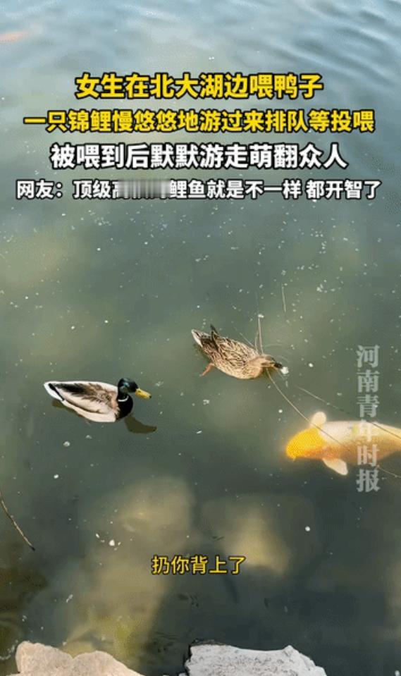 网友震惊了：北京一女生在北大某湖边用面包投喂鸭子，这时从旁边慢悠悠游过来一只胖乎