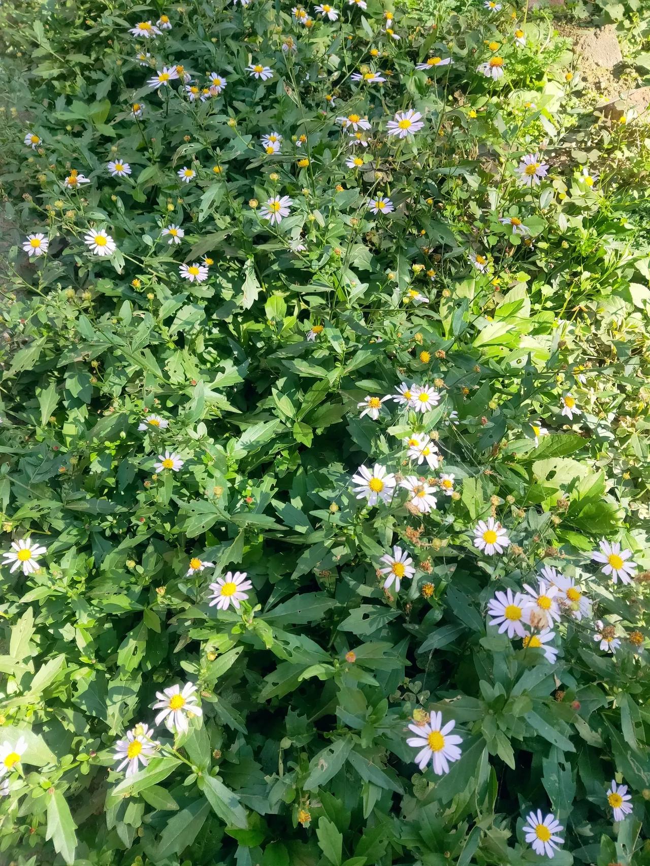 这种开着漂亮小花的植物叫什么名字？
院子里种着一种植物，不知道叫什么名字。每到清