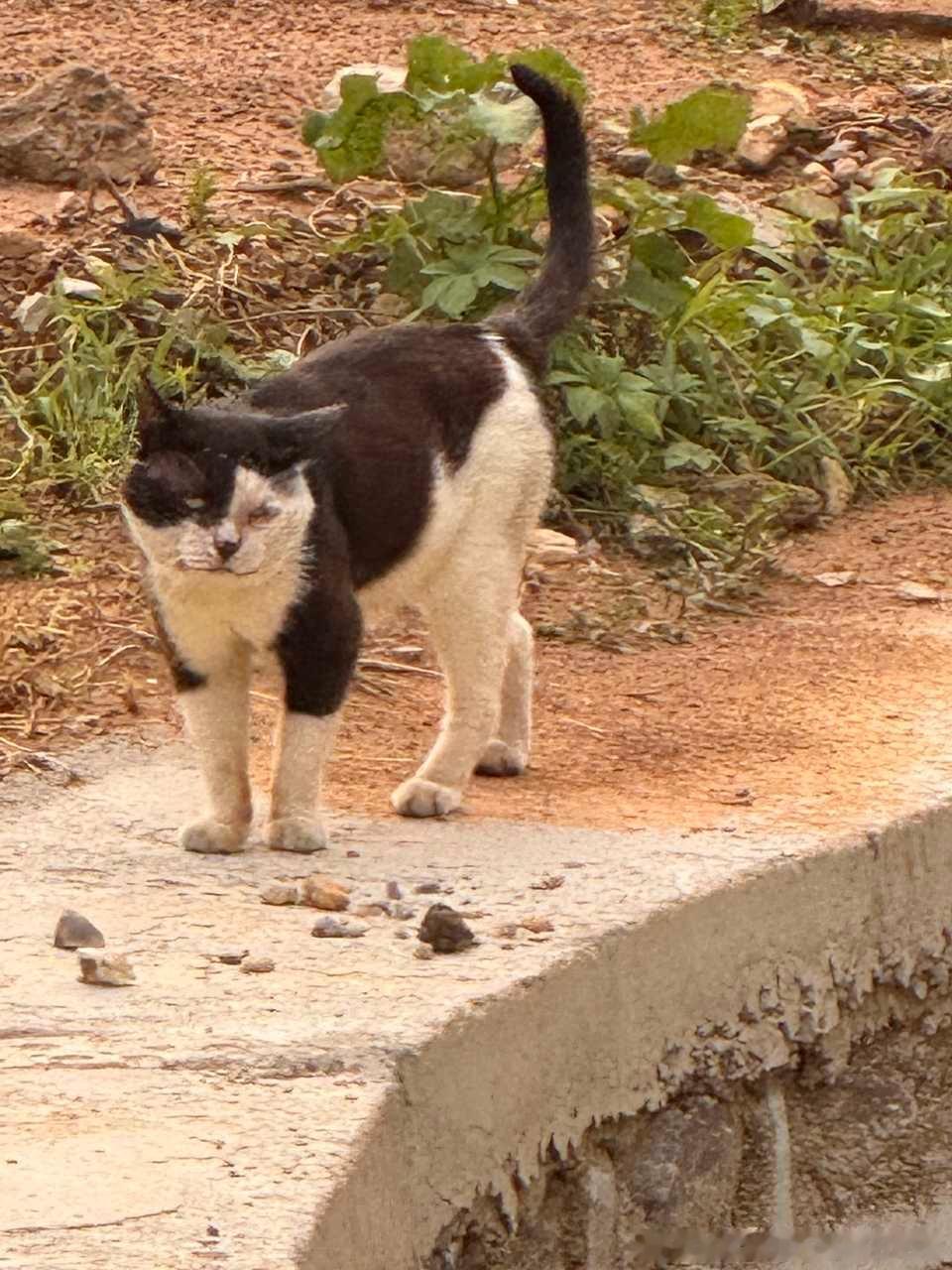 50164【丑猫】学校的海盗 