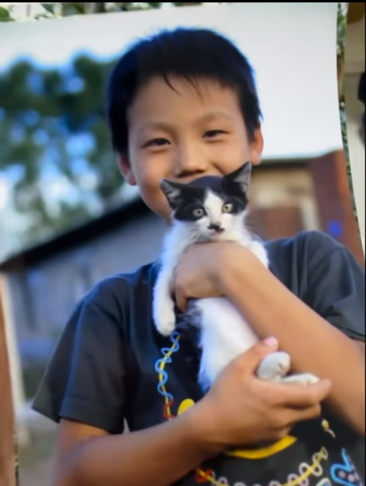 8838奶牛猫咪 都市丽人的首选猫咪！ 