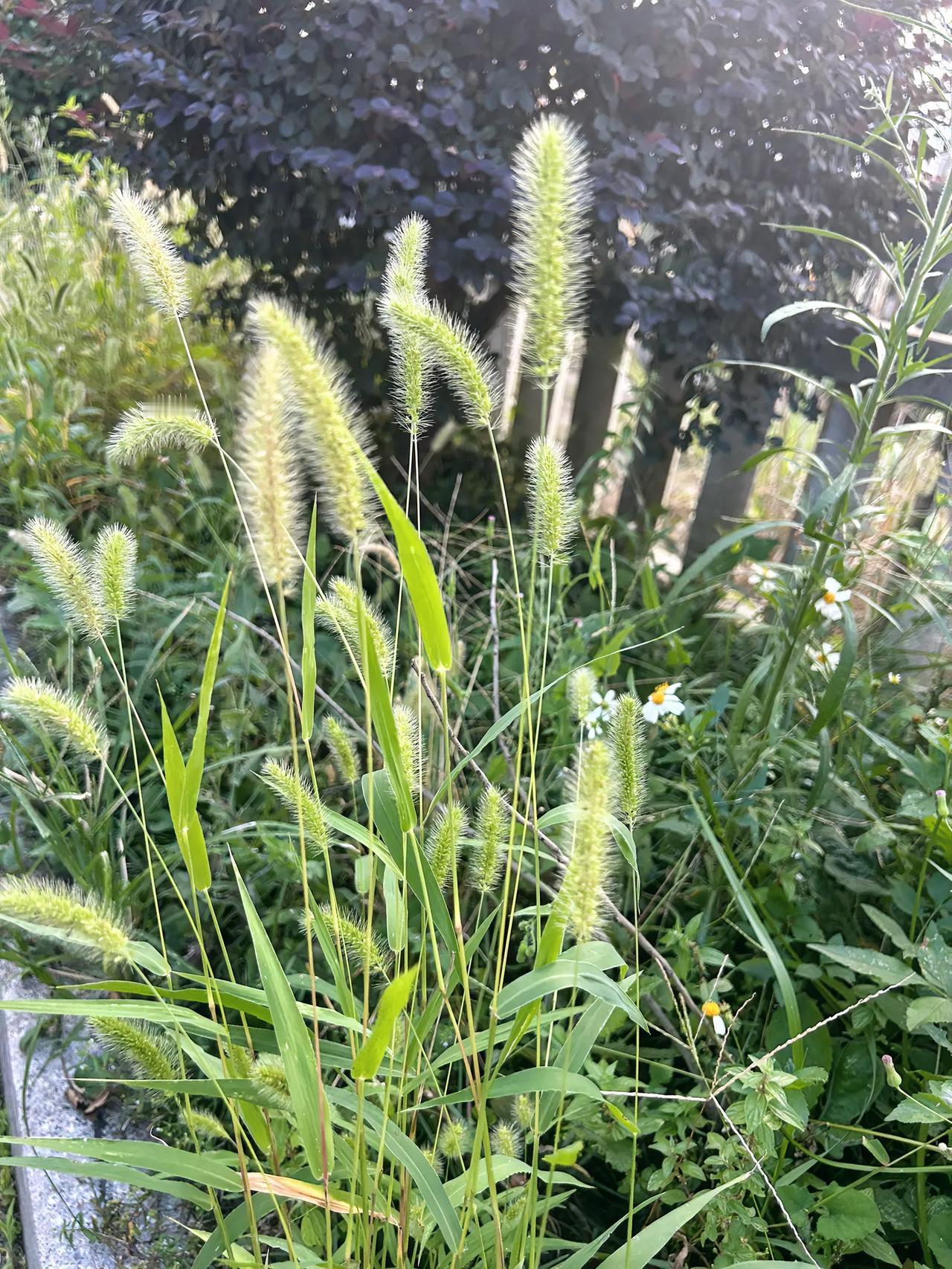 狗尾巴草的学名Setaria viridis (L.) Beauv.#秋日生活打