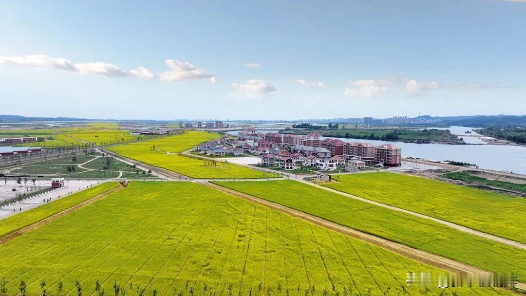 大农场城市的异彩风景

今年2月竣工的新义州温室综合农场展现了油菜花海。
在数百