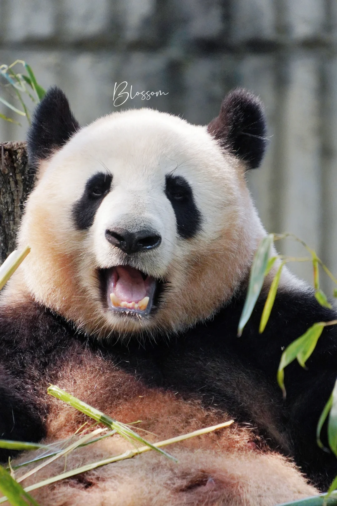 240516 憨憨的小妮，看起来是乐天派