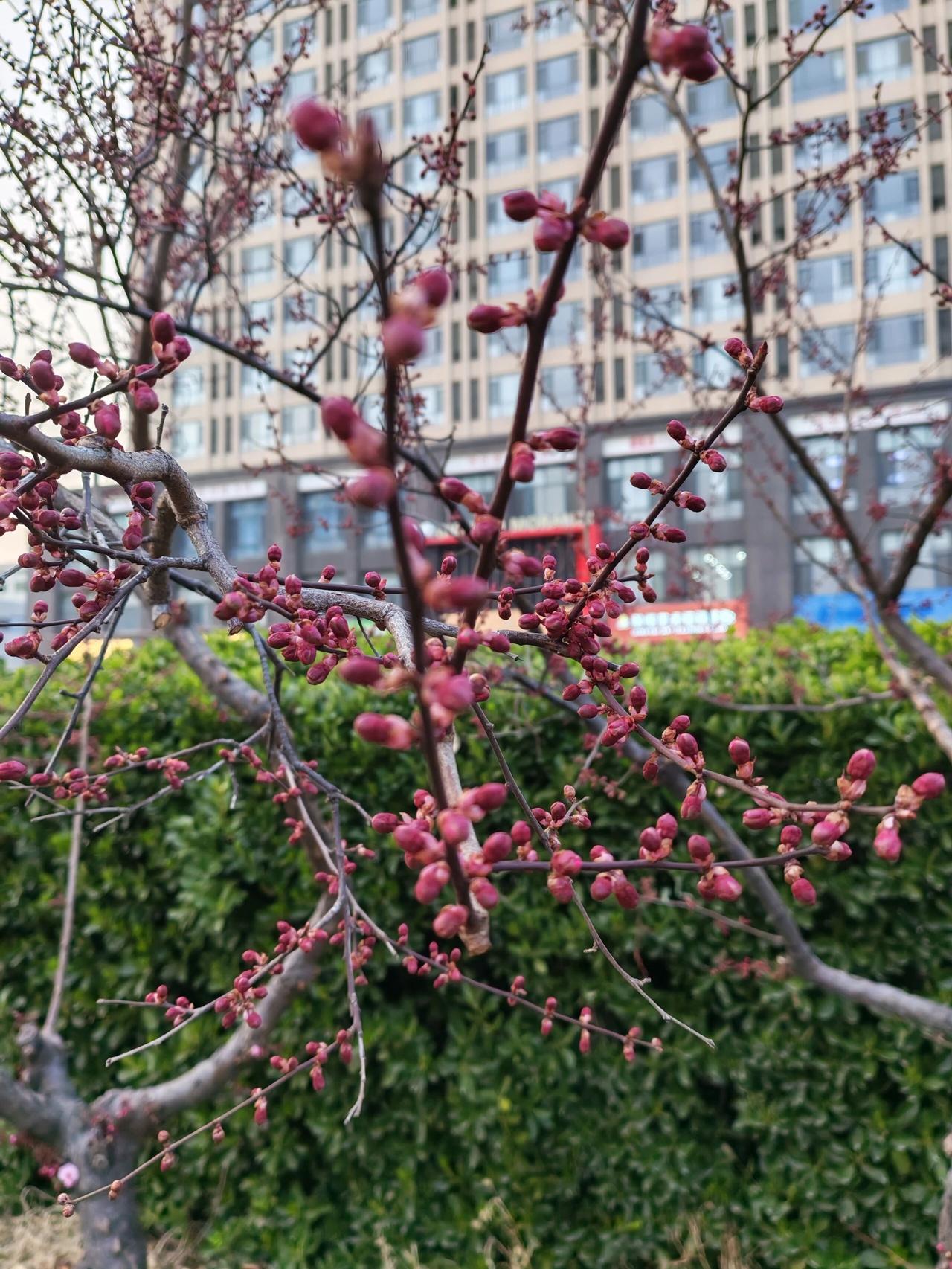 气温一下飙到了二十多度
