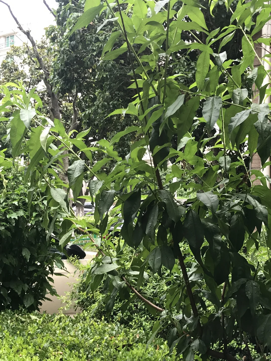 白色的是十么花呀