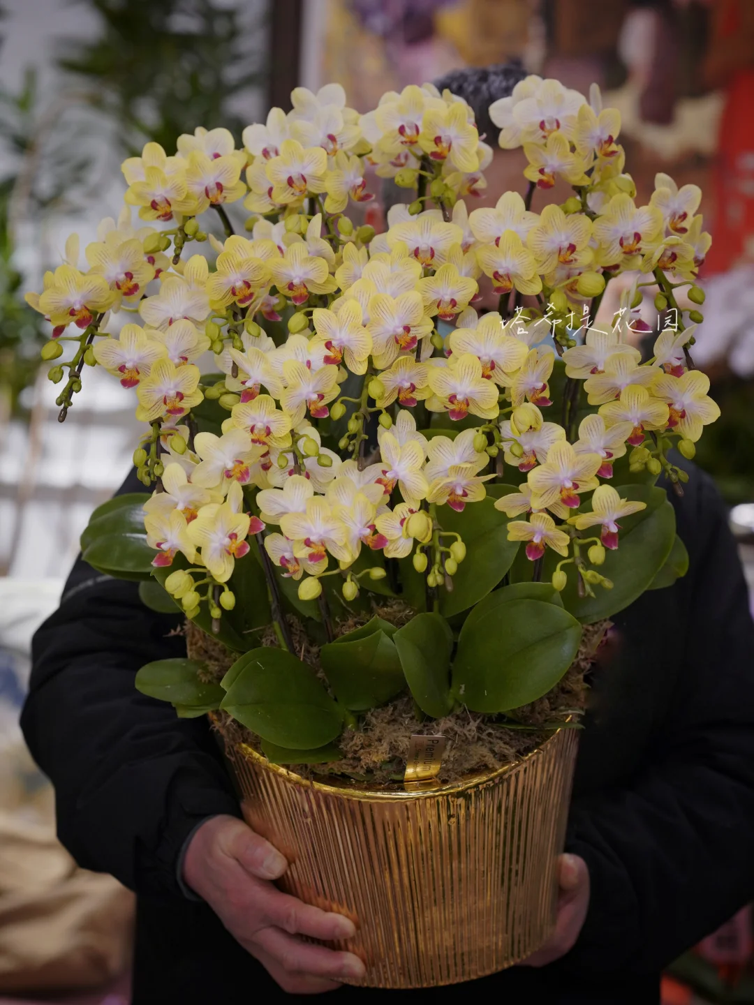 日本蝴蝶兰在合肥最多的植物店