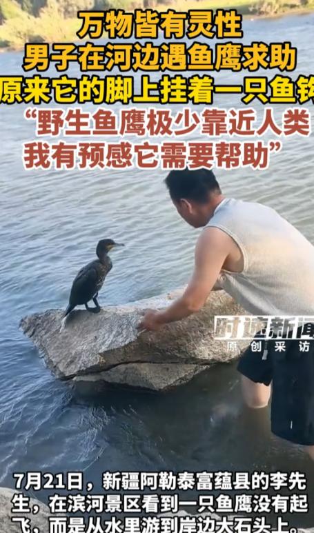 "太有灵性了！" 新疆阿勒泰，一男子见鱼鹰带伤上岸，发现其身上竟死死扎着三个鱼钩