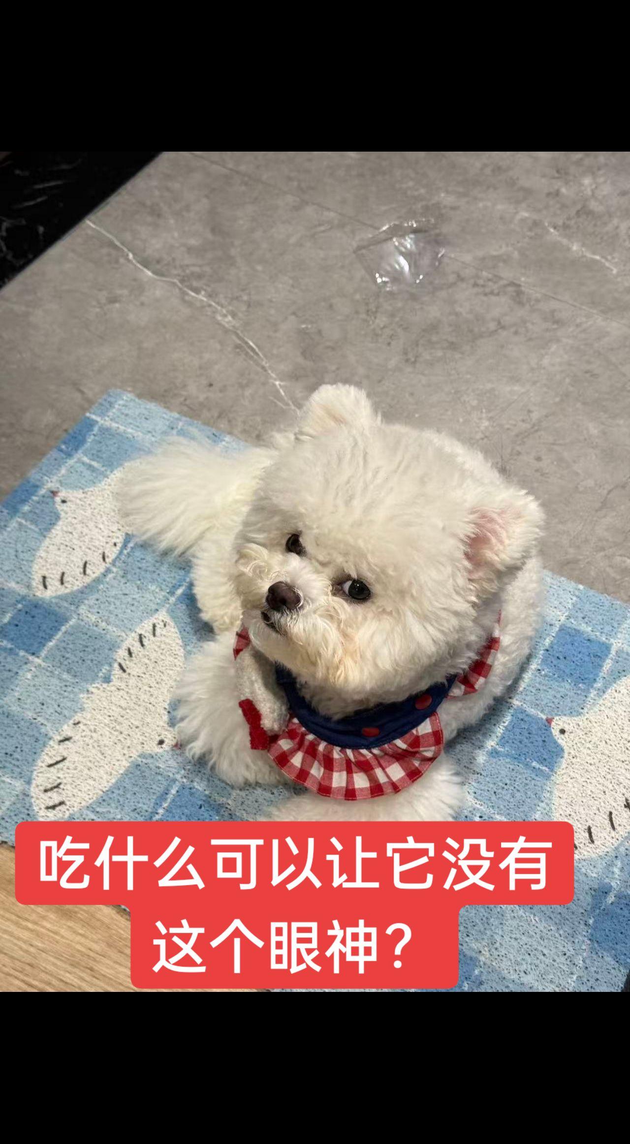 小狗的心思全在脸上