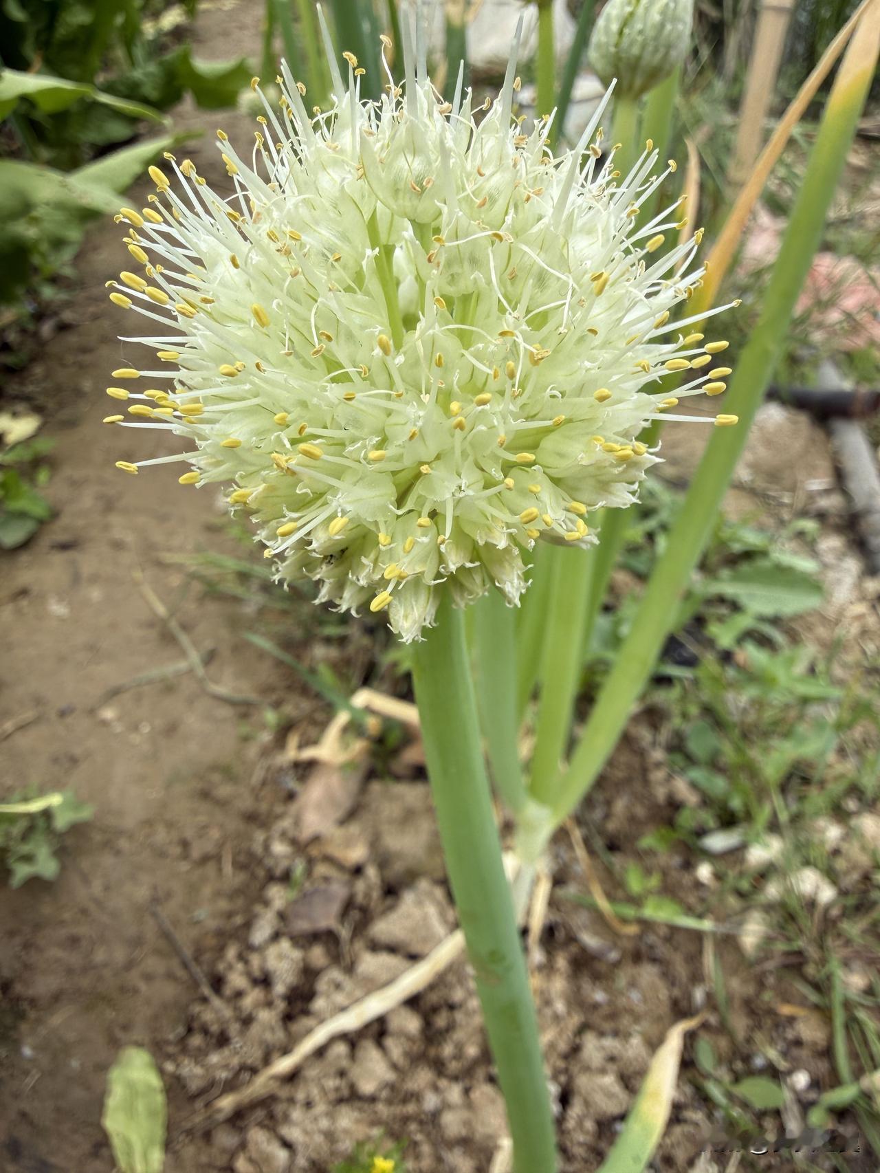 【小对联】
上：优势；
下：……？