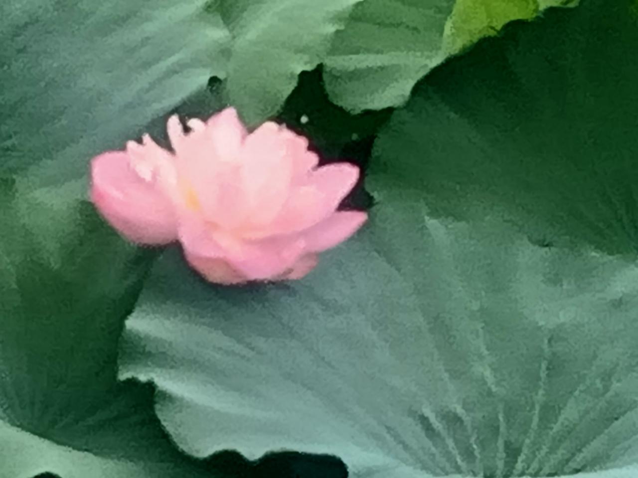 唯我独尊
藏头诗
文/李兴伟
唯吾独耀亮寰涯，
吾语吾为莫挑瑕。
独占鳌头吾所往