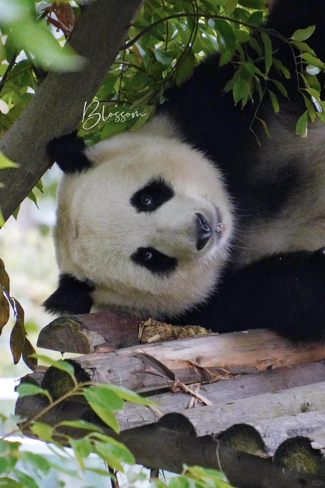 平头公主和琪13岁生日快乐🎈