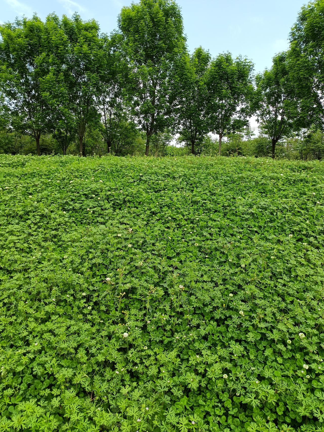 扮靓春天的
不仅有各色各样的花，
还有那一望无际的绿树和青草，
非常养眼。