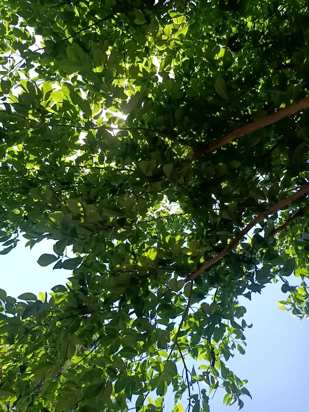 会在公园里抬头看  从树叶缝隙透出阳光的人，是不可能过不好自己人生的