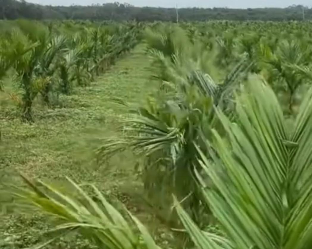 扫墓发现祖坟被“贴脸”种槟榔，男子怒拔329株反获刑！律师：维权别越界

清明节