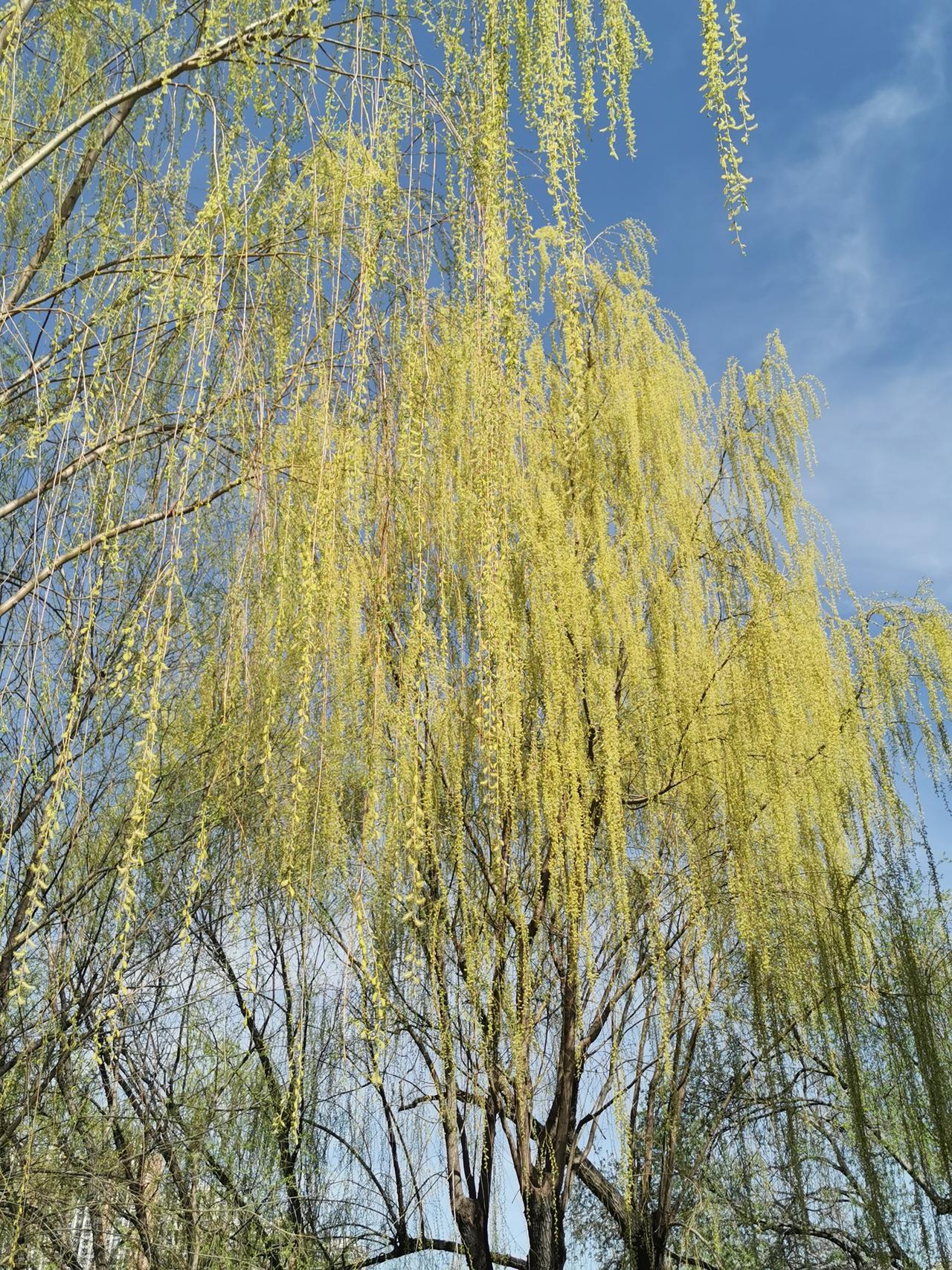 碧玉妆成一树高，万条垂下绿丝绦。
不知细叶谁裁出，二月春风似剪刀。
摄于长安公园