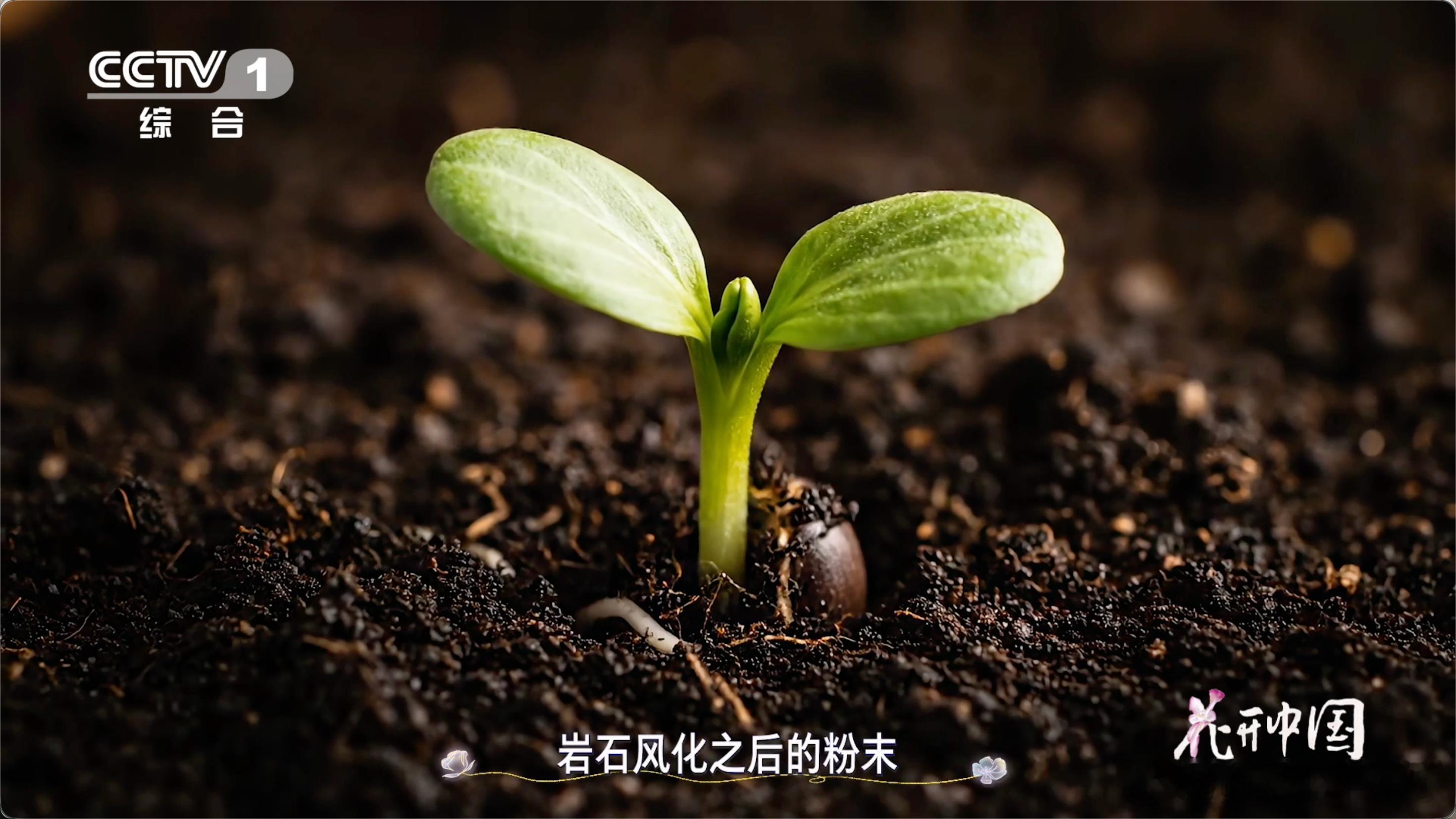 刚跟朋友分享这个冷知识， 地球曾是个“石头球”，全靠苔藓地衣这支“开荒小分队”，