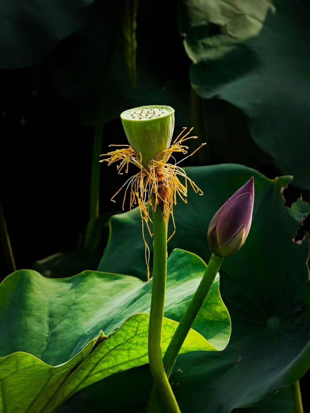 （原创）
褪去繁花不落寞，
含苞待放不急盼。
花开、花谢、结籽、新生，皆是完整的