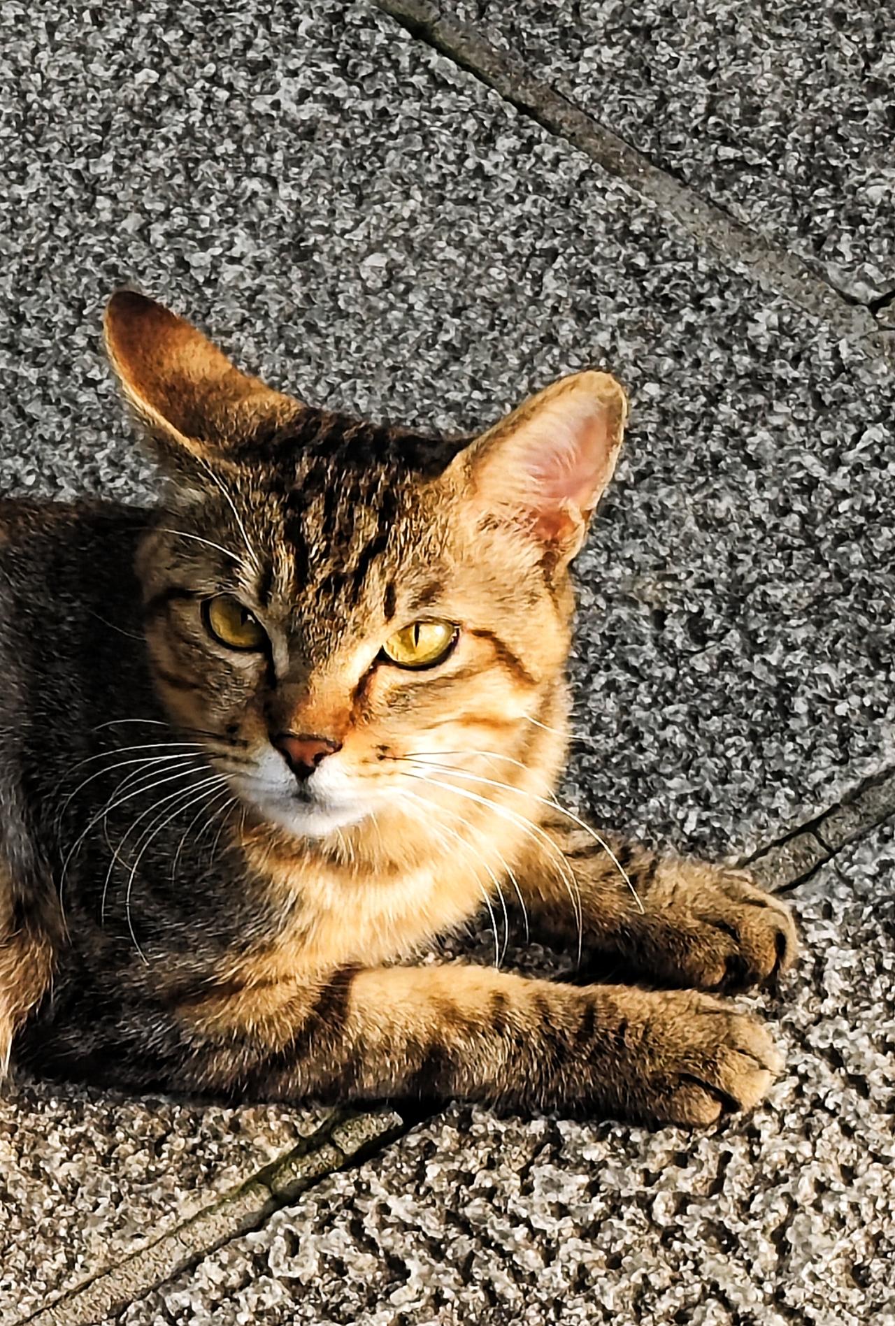 流浪猫活得很自在！在济南大明湖里遛弯，不经意间，就会有流浪猫从草丛里窜出来，神情