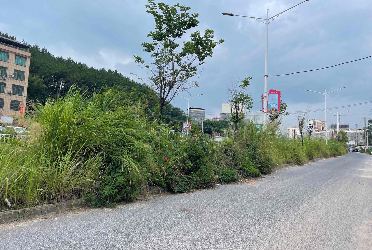 【玉林某道路绿化带上的杂草比人还要高】

近日，网友爆料称：玉林市某道路上绿化带