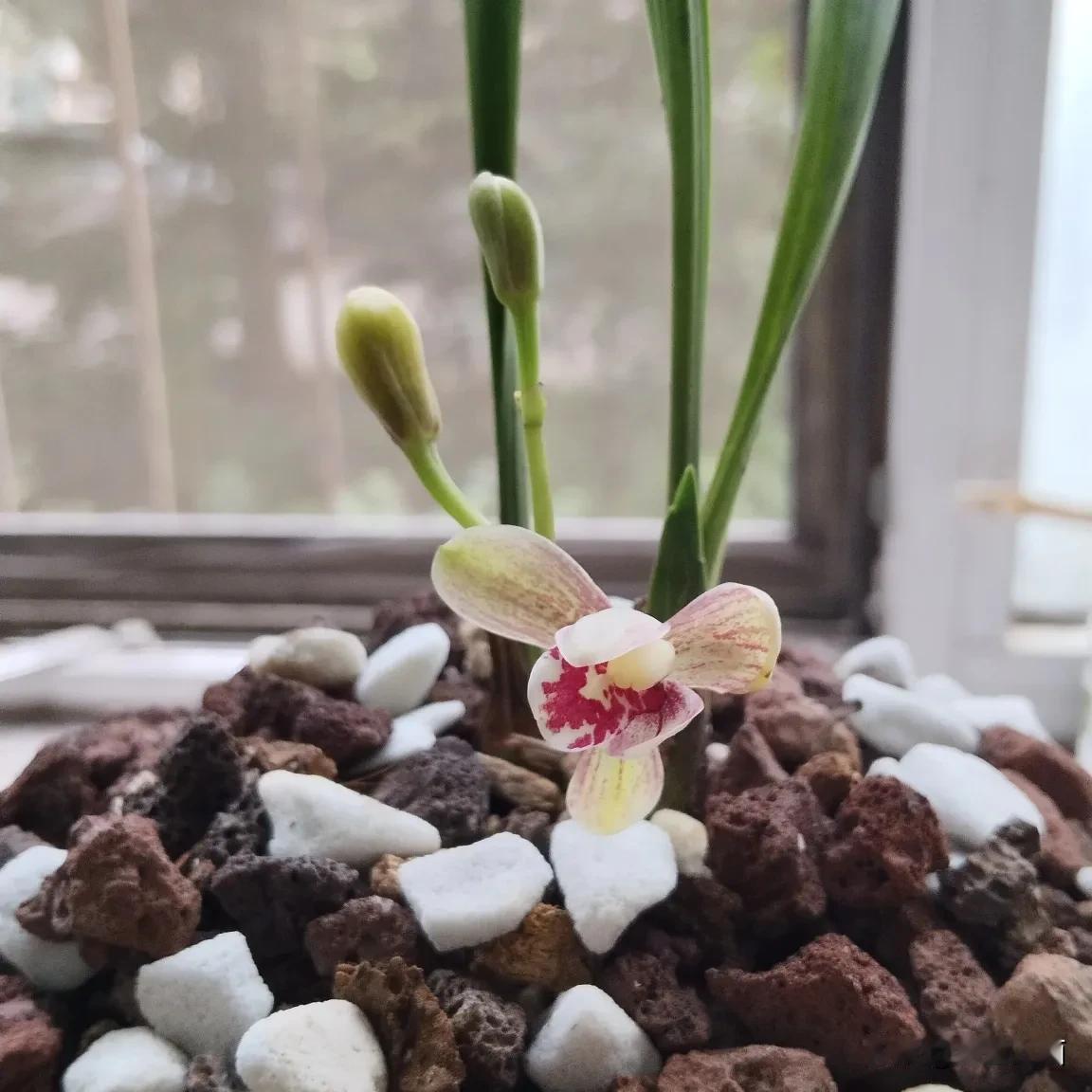 盲盒打开，惊喜中兰花开了。
与兰有缘，新手养出了第一束兰花开，没有催花，没用化肥