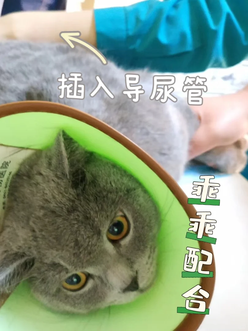 猫咪：滚蛋吧，猫尿闭君！