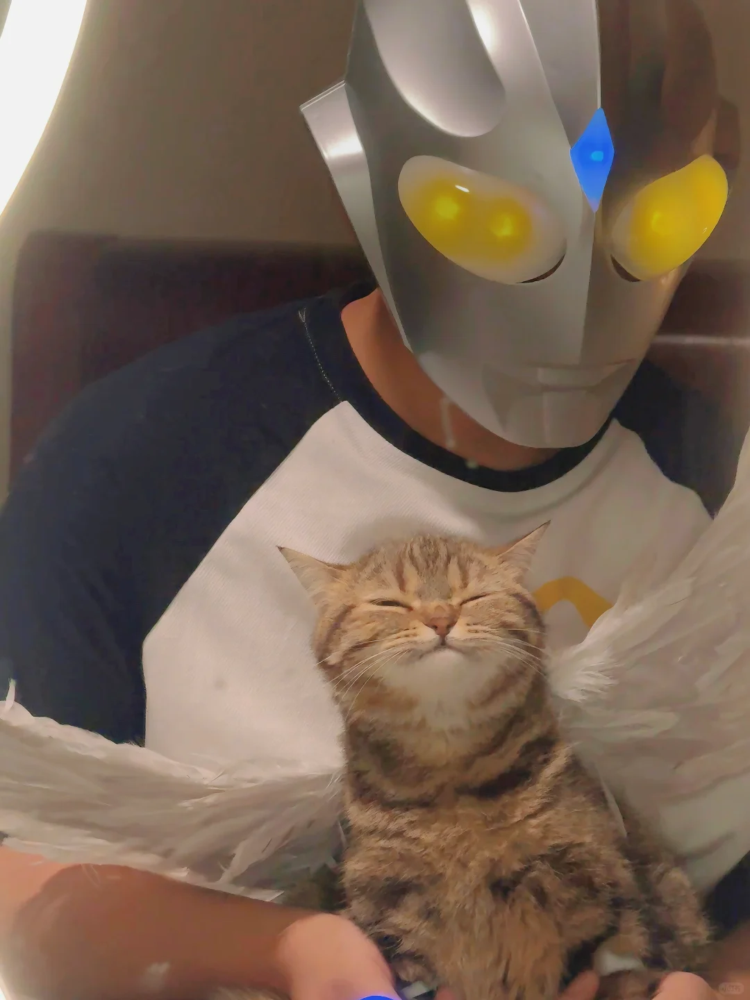 这真的是我的天使小猫哇！！